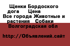 Щенки Бордоского дога.  › Цена ­ 30 000 - Все города Животные и растения » Собаки   . Волгоградская обл.